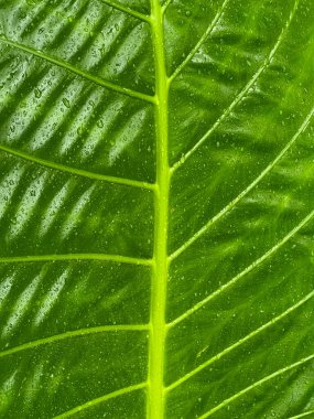 Yeşil Yaprak ve Yağmur Damlacıkları Surfece 'de. Arkaplan Kavramı