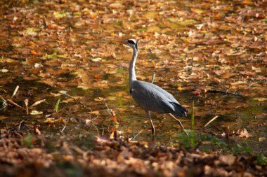 Büyük balıkçıl gölde balık arıyor.