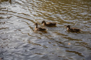 Jung Duck Kale havuzunda yüzüyor.