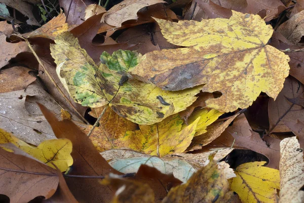 낙엽수 가을에 떨어진다 — 스톡 사진