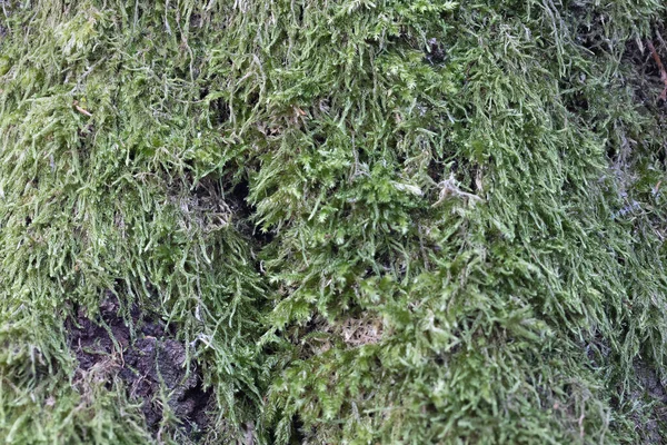 Moss Carpet Damp Places Forest — Stockfoto