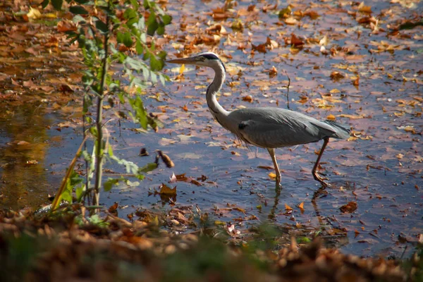 Grande Egret Perseguindo Lagoa Procura Peixes — Fotografia de Stock