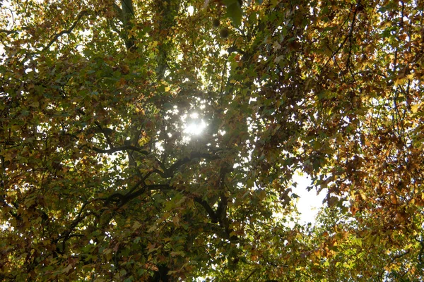Осенью Опадают Листья Лиственных Деревьев — стоковое фото