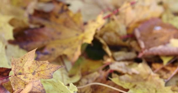 Jesienią Spada Liść Drzewa Liściastego — Wideo stockowe