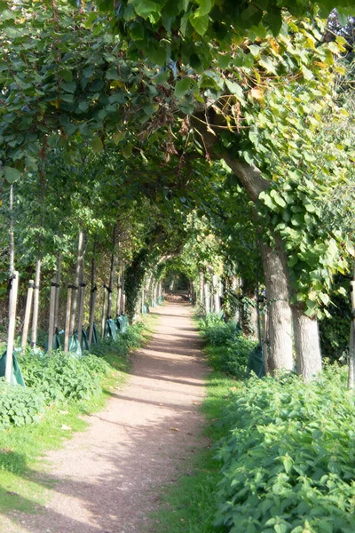 Park Zamkowy Aleją Drzew Spacerów — Zdjęcie stockowe