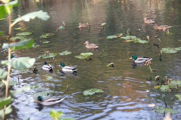 Group Ducks Water Water Lillys — Stock Photo, Image
