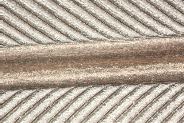 stock image feather of a goose under the microscope