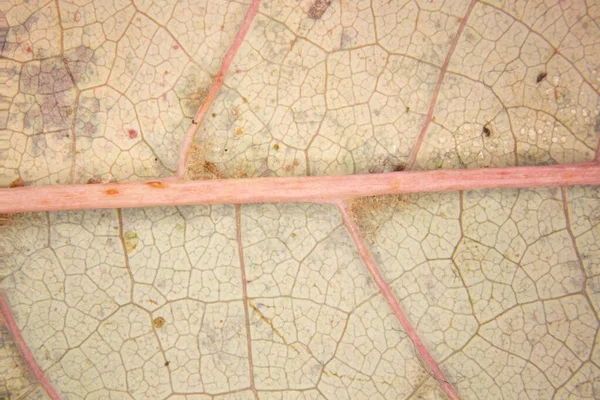 Leaf of a deciduous tree with leaf veins under a magnifying glass