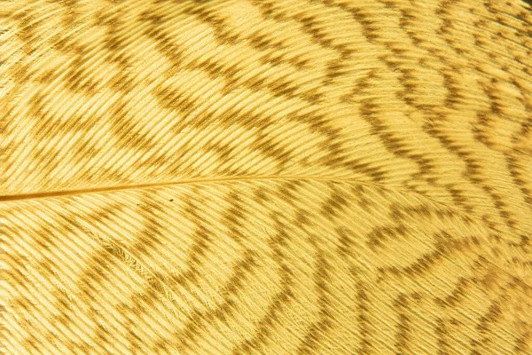 Pluma Ganso Bajo Microscopio — Foto de Stock