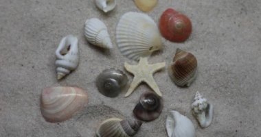 Kumsalda deniz salyangozları ve deniz kabukları