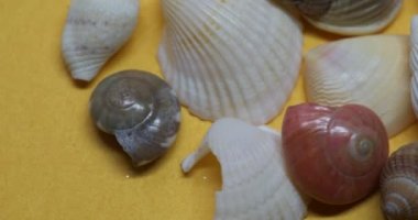 Shells and sea snails on the sandy beach