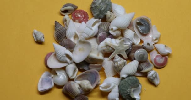 Κοχύλια Και Θαλάσσια Σαλιγκάρια Στην Αμμώδη Παραλία — Αρχείο Βίντεο