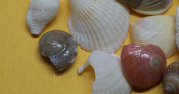 Shells Sea Snails Sandy Beach — Stock videók
