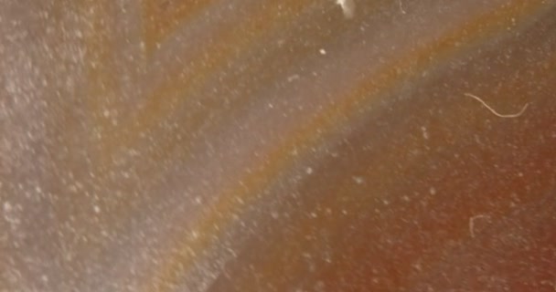 虫眼鏡の下の茶色の帯瑪瑙 — ストック動画