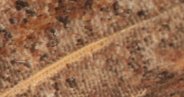 Esponja Lavavajillas Áspera Poros Gruesos Trapo Bajo Microscopio — Vídeos de Stock