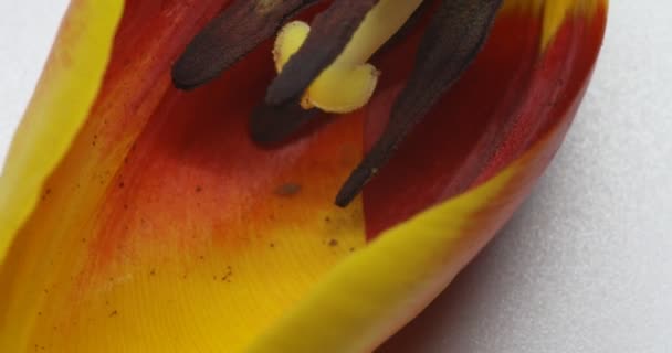 Amarelo Vermelho Rosa Tulipa Flores Leste — Vídeo de Stock
