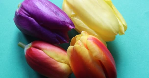 Amarelo Vermelho Rosa Tulipa Flores Leste — Vídeo de Stock