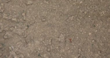 Altın Pyrite kristalleri mikroskop altında