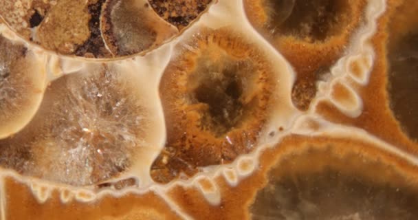 Ammonit Petrifikace Pyritizován 150 Milionů Let Bavorsko — Stock video