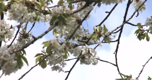 Třešňové Květy Bílými Květy Jaře Stromě — Stock video