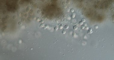 Mikroskop altında çan hayvanları kolonisi. 100 kat fazla.