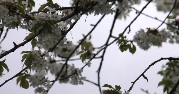 Flor Cereja Com Flores Brancas Primavera Árvore — Vídeo de Stock
