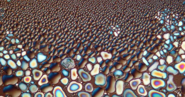 Cristalli Acido Citrico Luce Polarizzata Microscopio — Video Stock