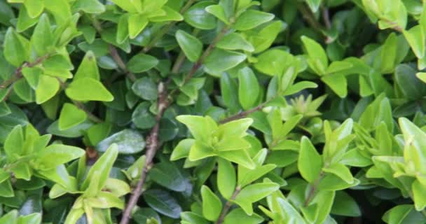 Gard Viu Verde Frunze Mici Din Boxwood — Videoclip de stoc