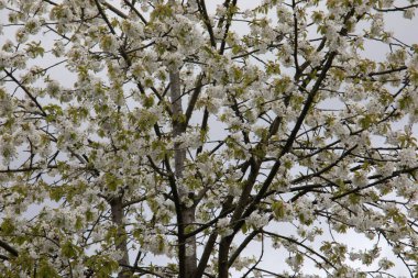 İlkbaharda ağaçta beyaz çiçeklerle kiraz çiçekleri