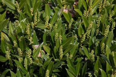 Boxwood 'dan küçük yapraklı yeşil çit