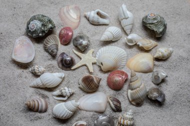 Shells and sea snails on the sandy beach