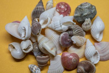 Shells and sea snails on the sandy beach