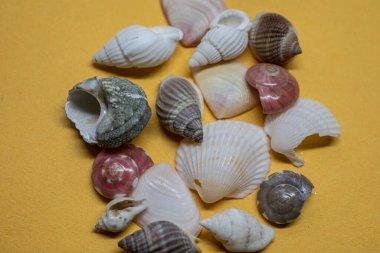 Shells and sea snails on the sandy beach
