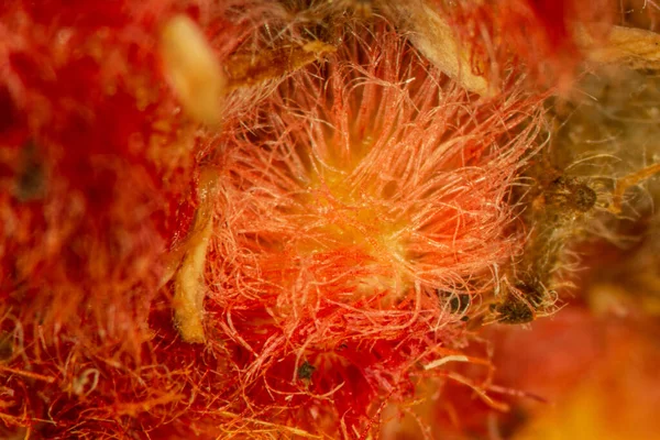 Bright Red Plant Fibers Flower Microscope — Stock Photo, Image
