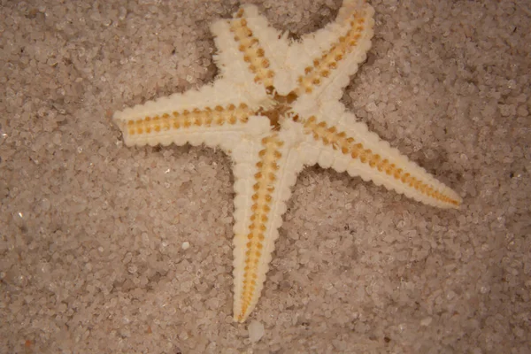 Shells Sea Star Sandy Beach — Stok fotoğraf
