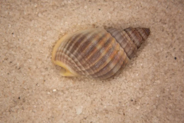 Shells Sea Snails Sandy Beach —  Fotos de Stock