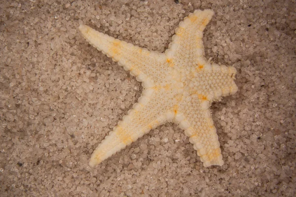 Shells Sea Star Sandy Beach — Foto Stock