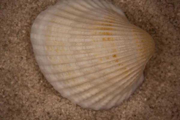 Muscheln Und Meeresschnecken Sandstrand — Stockfoto