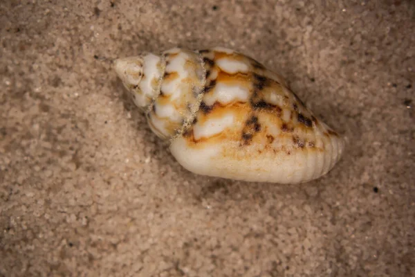 Conchiglie Lumache Mare Sulla Spiaggia Sabbiosa — Foto Stock
