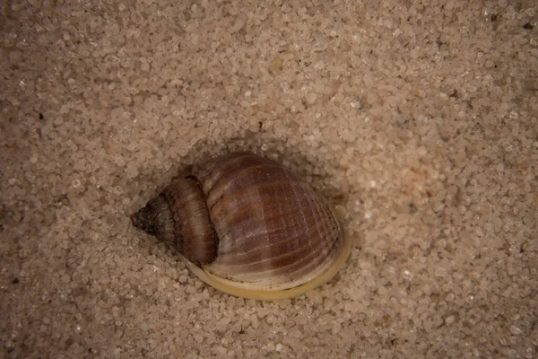 Shells Sea Snails Sandy Beach — Stock fotografie