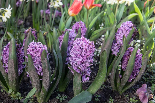 春の庭の色花 — ストック写真