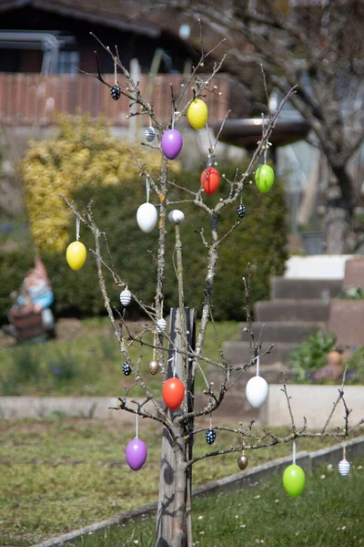 Arbusto Desnudo Decorado Con Coloridos Huevos Pascua Primavera — Foto de Stock