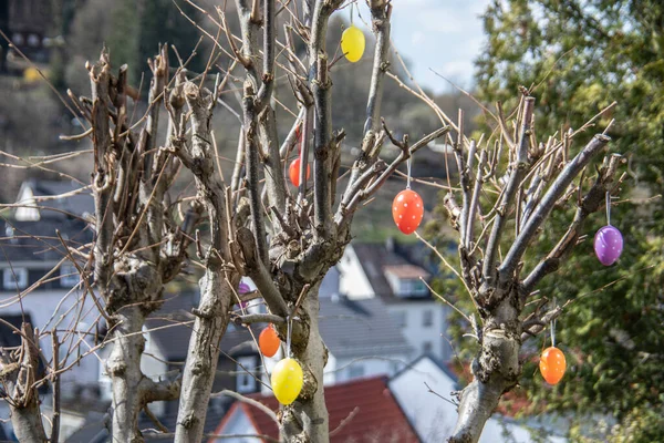 Cespuglio Nudo Decorato Con Uova Pasqua Colorate Primavera — Foto Stock