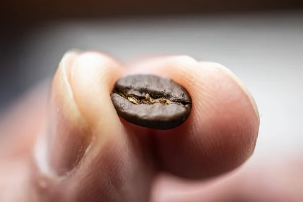 Fresh Roasted Arabica Coffee Beans Fingers — Stock Photo, Image