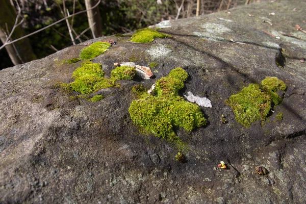 Зеленый Коврик Мох Камнях — стоковое фото