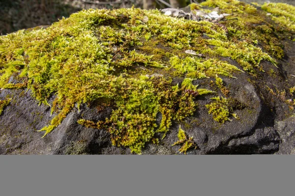 Зеленый Коврик Мох Камнях — стоковое фото