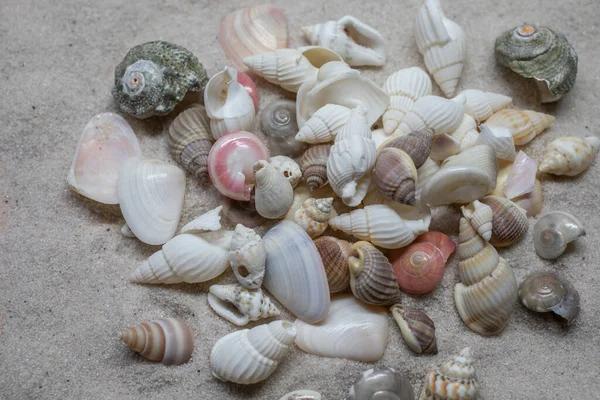 Mušle Mořští Šneci Písečné Pláži — Stock fotografie