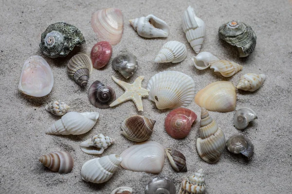 Mušle Mořští Šneci Písečné Pláži — Stock fotografie