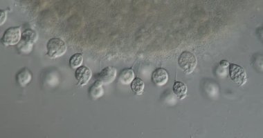 Mikroskop altında çan hayvanları kolonisi. 100 kat fazla.