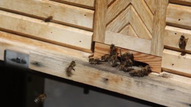 Arılar bal peteği yapıp yavruları besliyor.